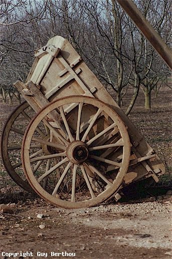 Wheel cart and peach trees