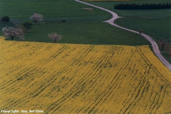 Colza and soft wheat