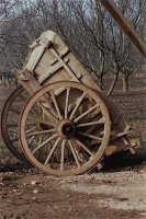 Wheel cart and peach trees